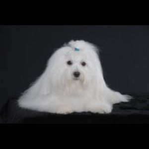 Meet your Posher, Rita